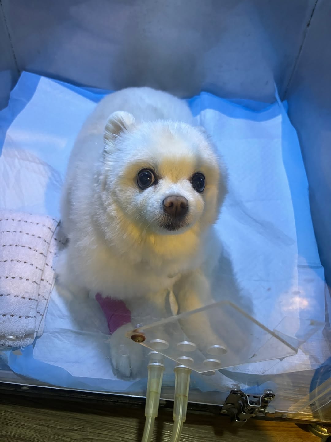 โบกี้ - พิชญ์สินี วีระสุทธิมาศ