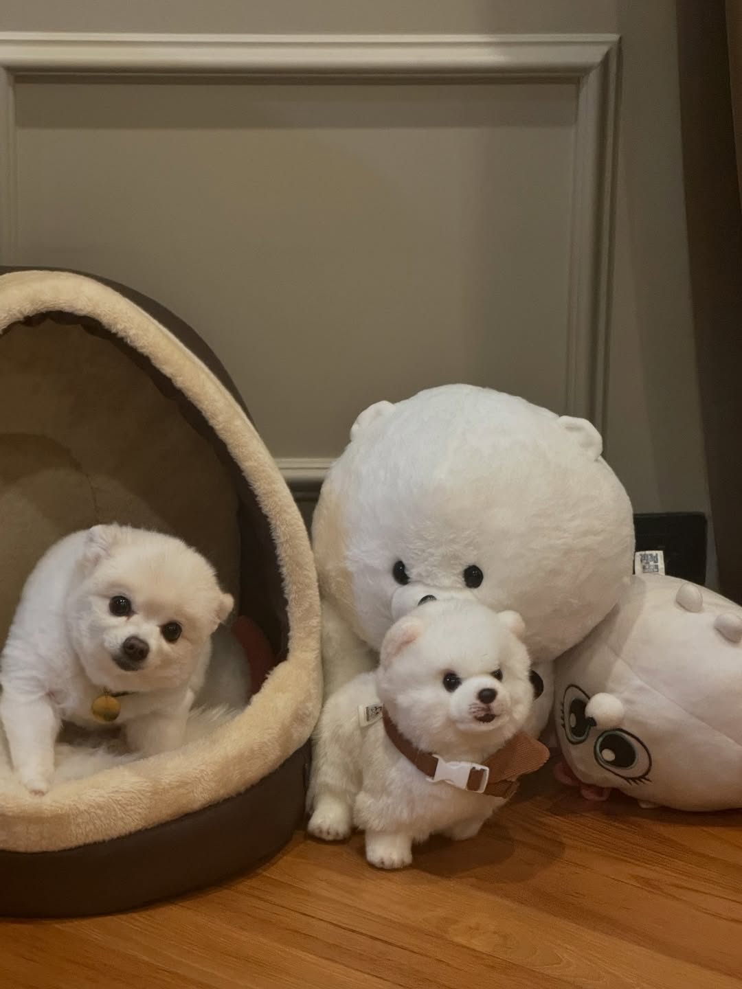 โบกี้ - พิชญ์สินี วีระสุทธิมาศ