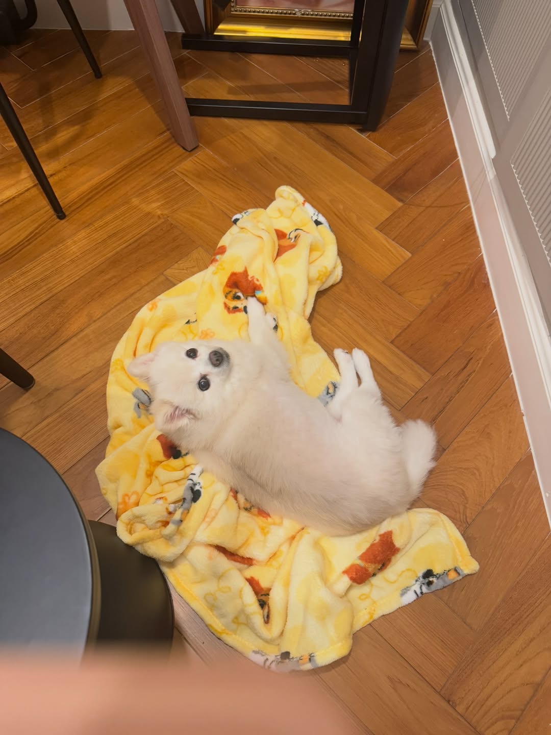 โบกี้ - พิชญ์สินี วีระสุทธิมาศ