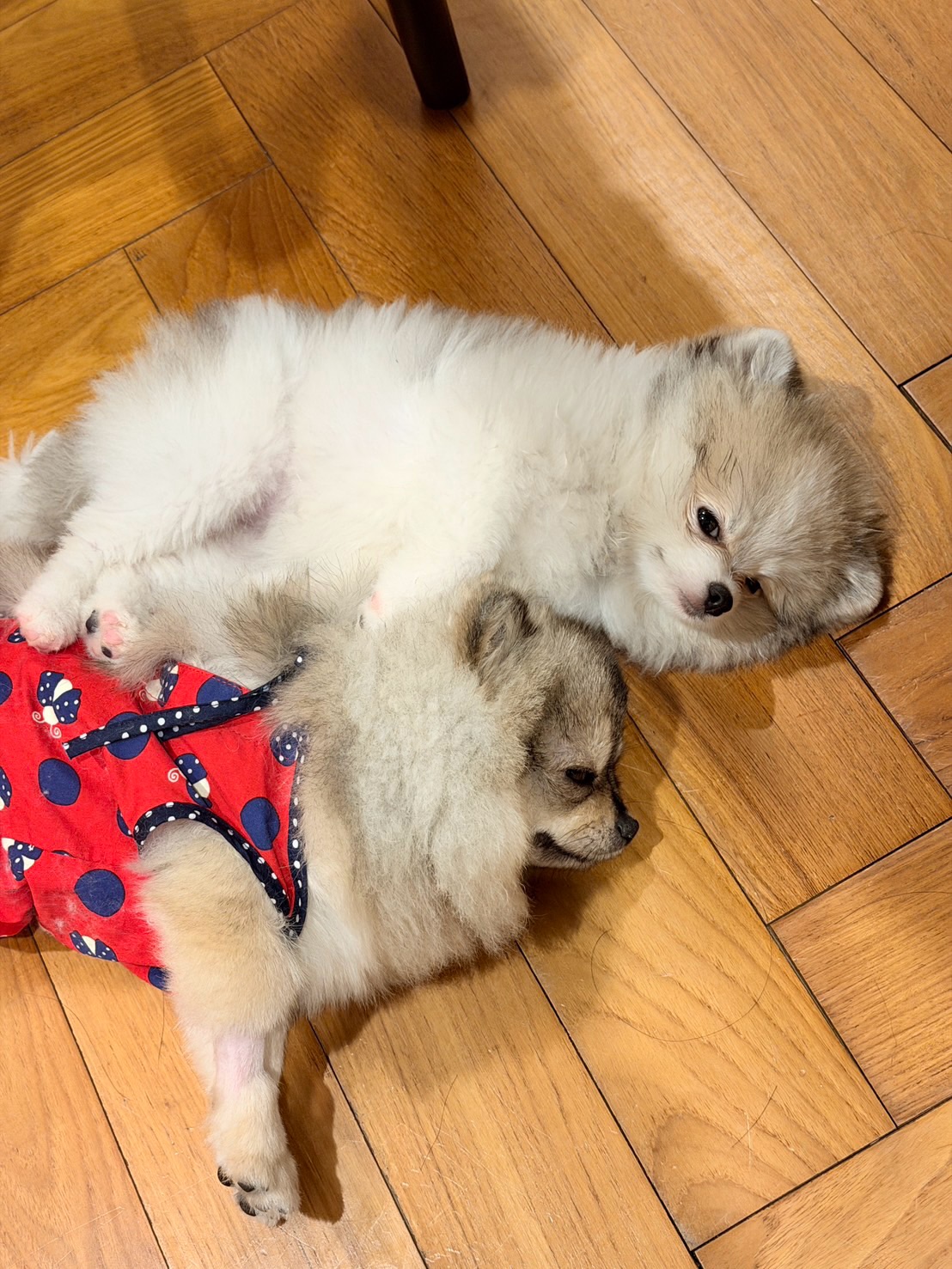 โบกี้ - พิชญ์สินี วีระสุทธิมาศ