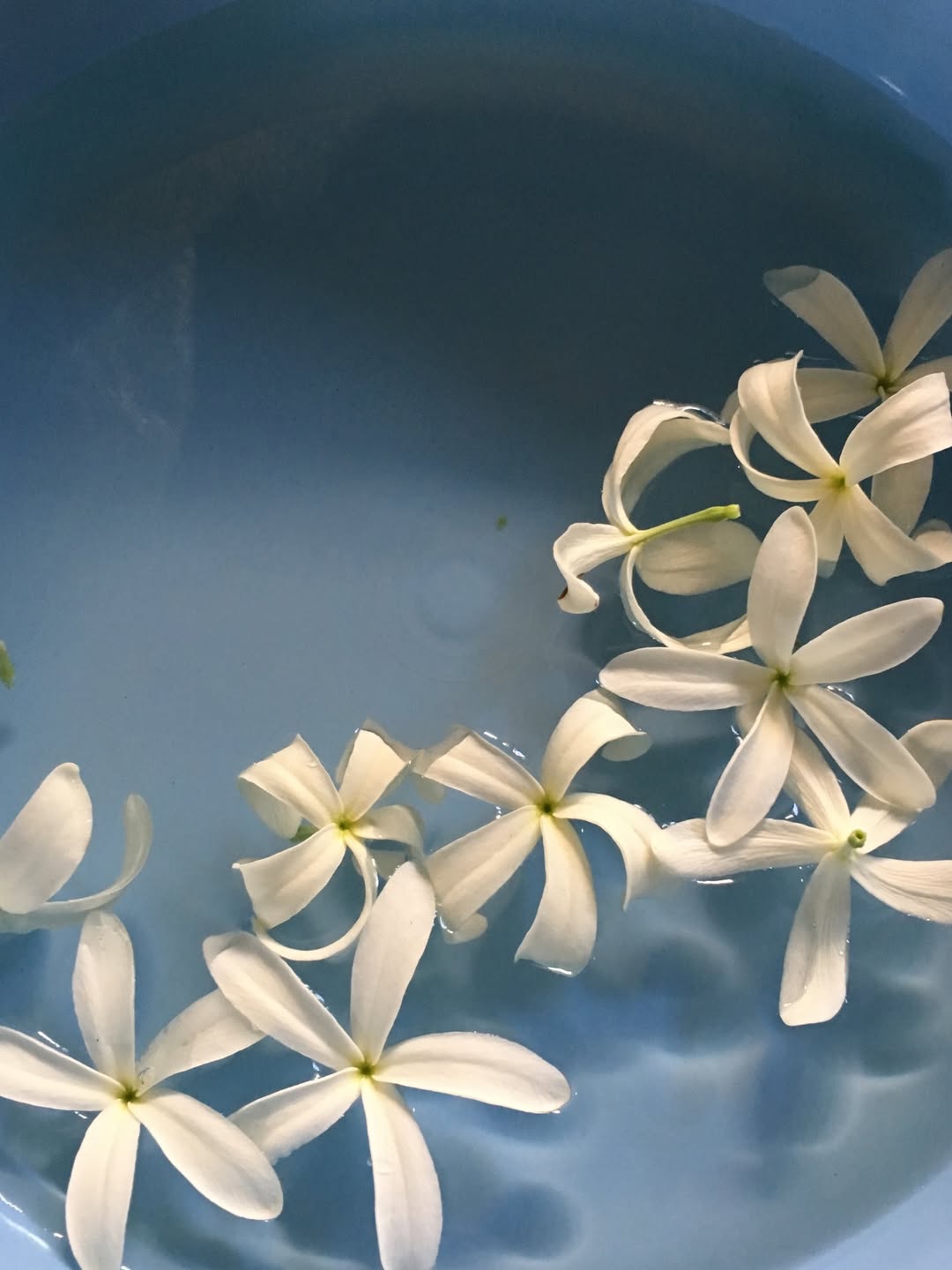 โบกี้ - พิชญ์สินี วีระสุทธิมาศ