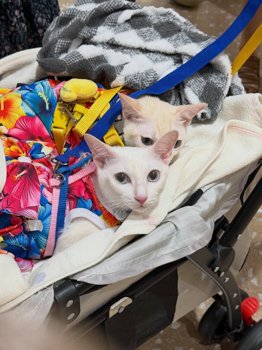 โบกี้ - พิชญ์สินี วีระสุทธิมาศ