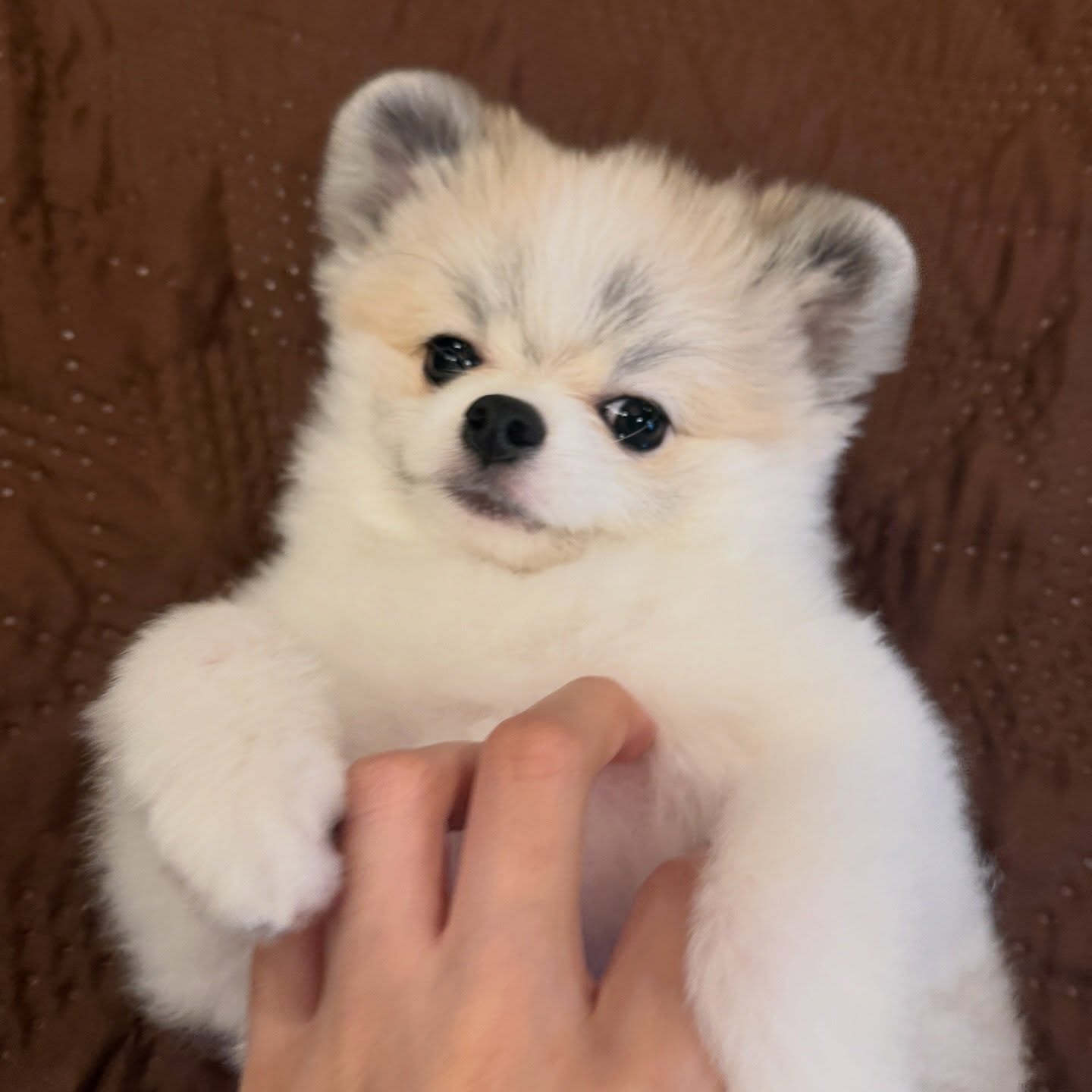 โบกี้ - พิชญ์สินี วีระสุทธิมาศ