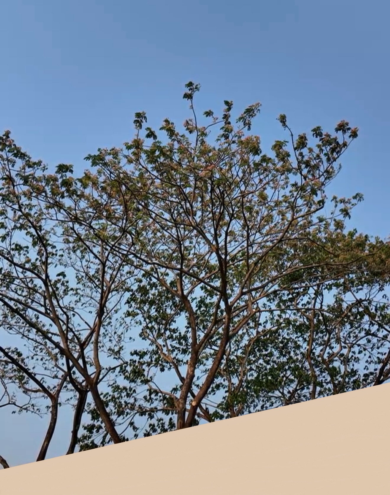 แก้ว - จริญญา ศิริมงคลสกุล