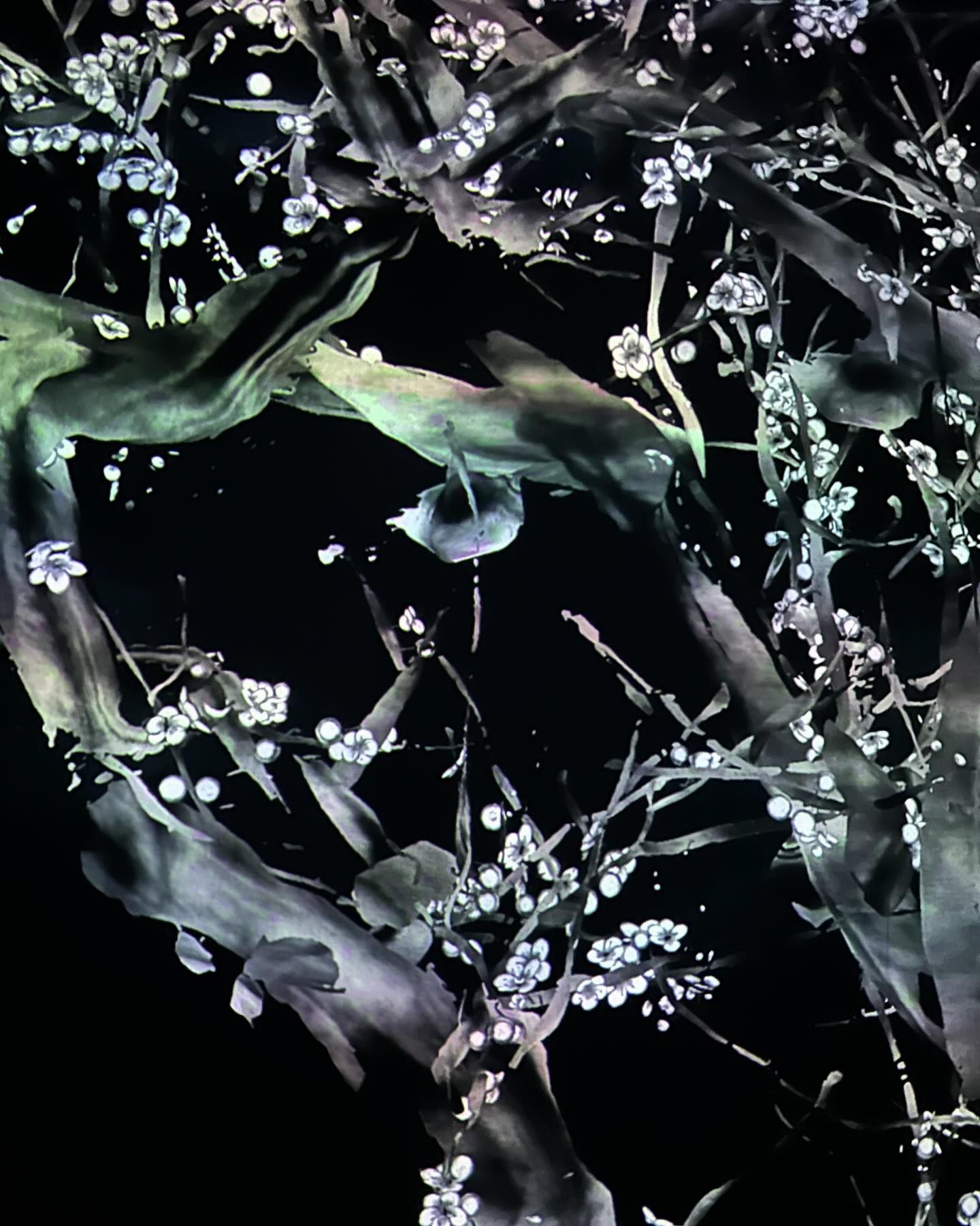 ยิปโซ - อริย์กันตา มหพฤกษ์พงศ์