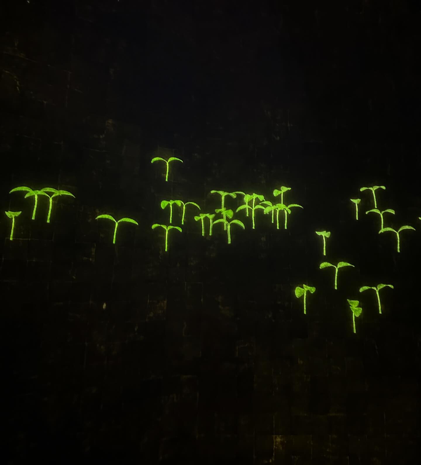 ยิปโซ - อริย์กันตา มหพฤกษ์พงศ์