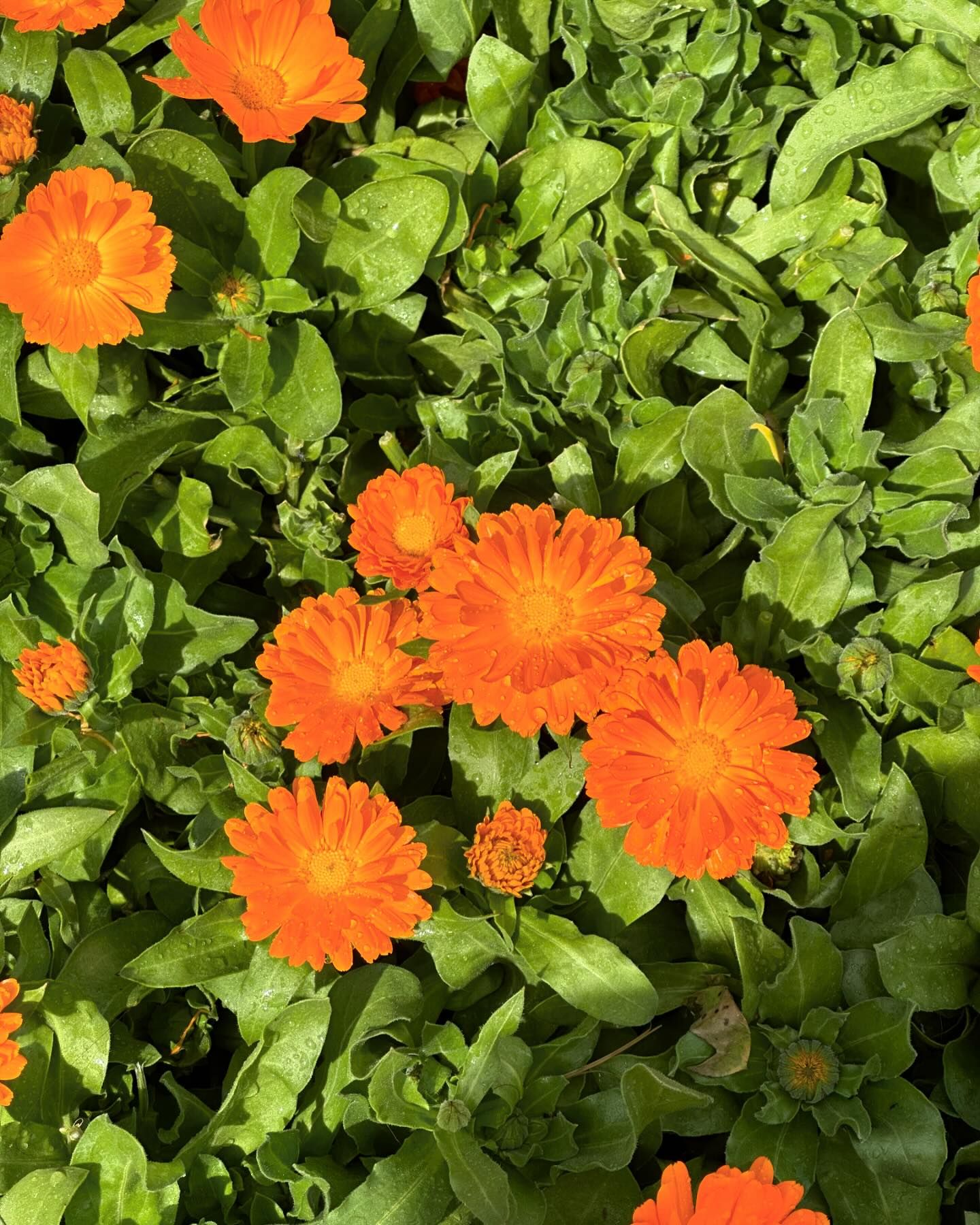 ยิปโซ - อริย์กันตา มหพฤกษ์พงศ์