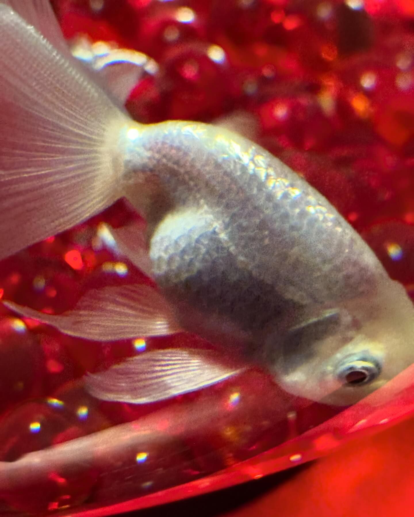 ยิปโซ - อริย์กันตา มหพฤกษ์พงศ์