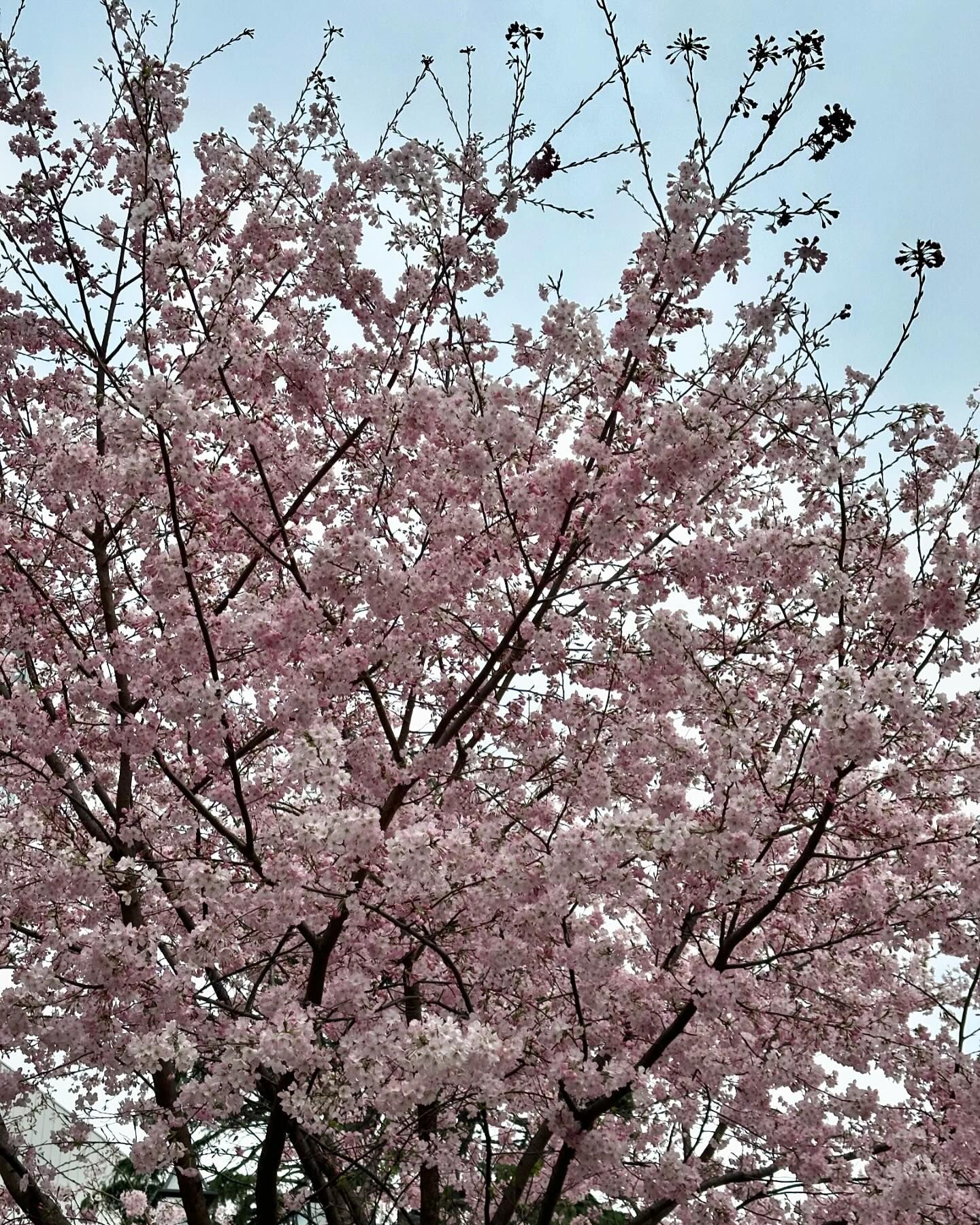 ยิปโซ - อริย์กันตา มหพฤกษ์พงศ์