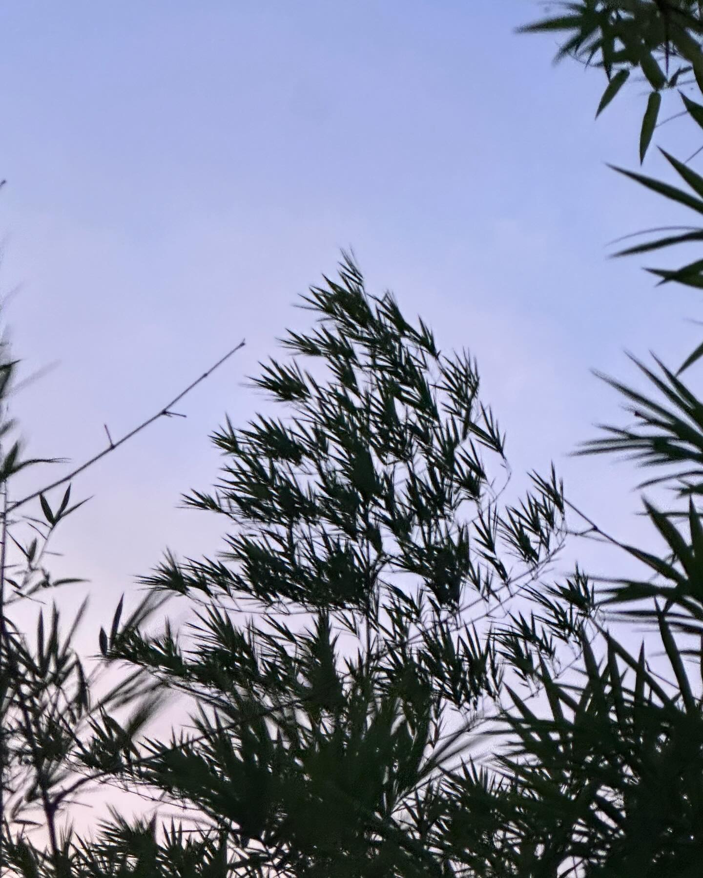 ยิปโซ - อริย์กันตา มหพฤกษ์พงศ์