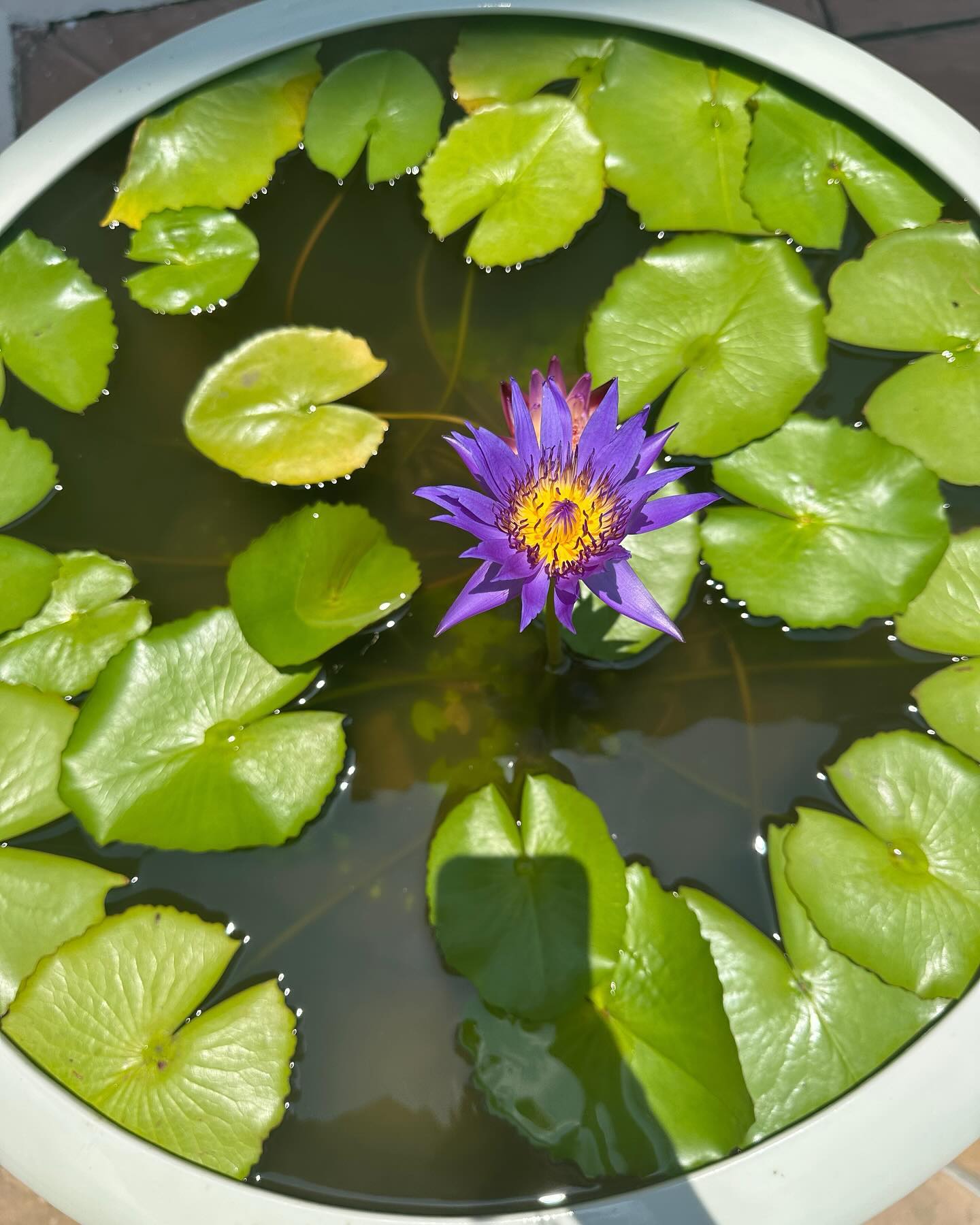 ยิปโซ - อริย์กันตา มหพฤกษ์พงศ์