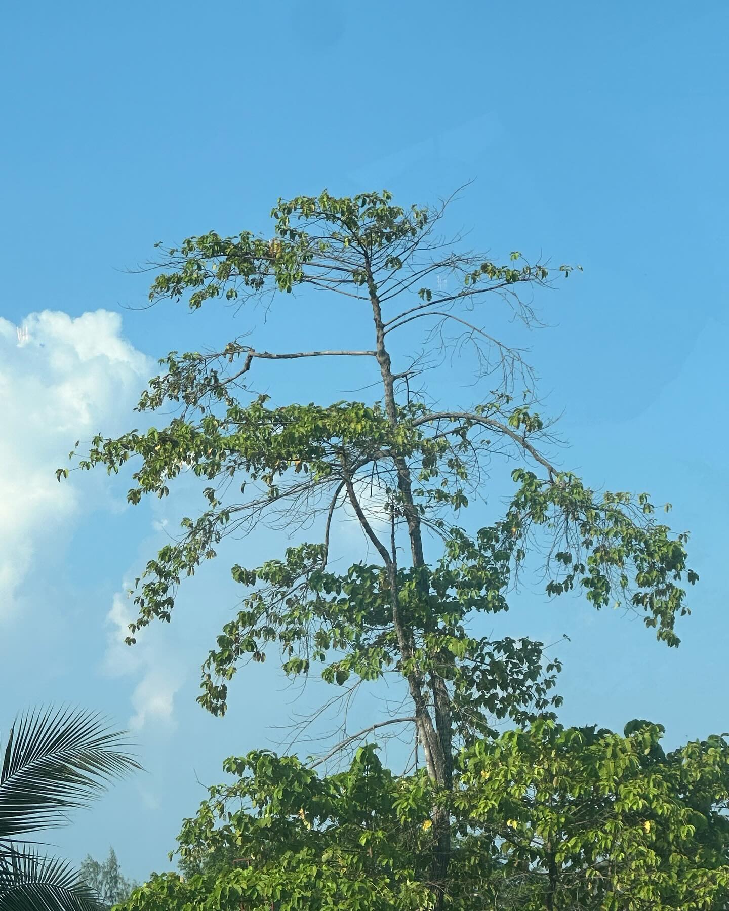 ยิปโซ - อริย์กันตา มหพฤกษ์พงศ์