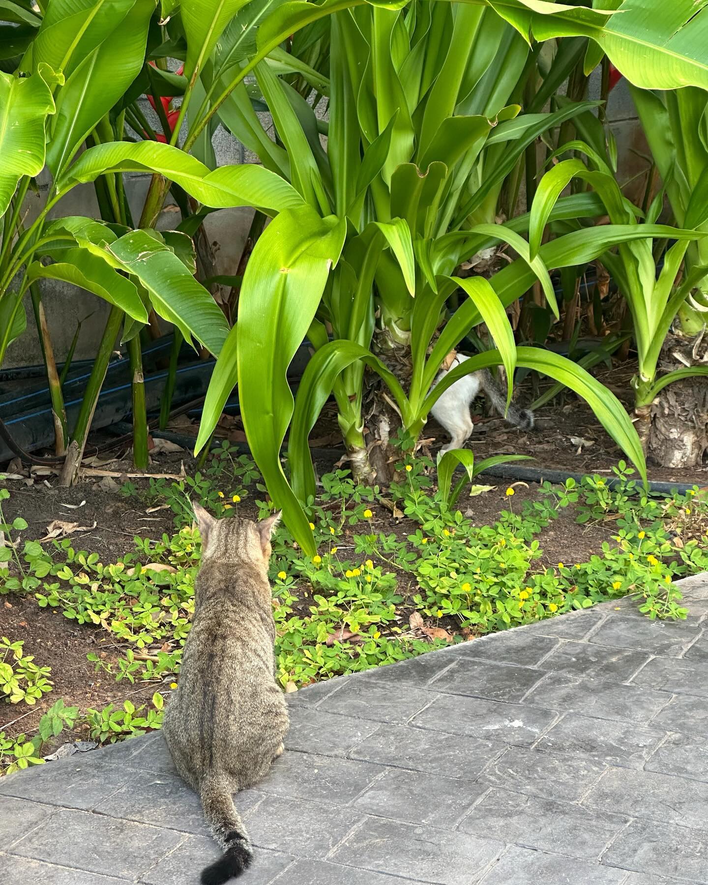 ยิปโซ - อริย์กันตา มหพฤกษ์พงศ์