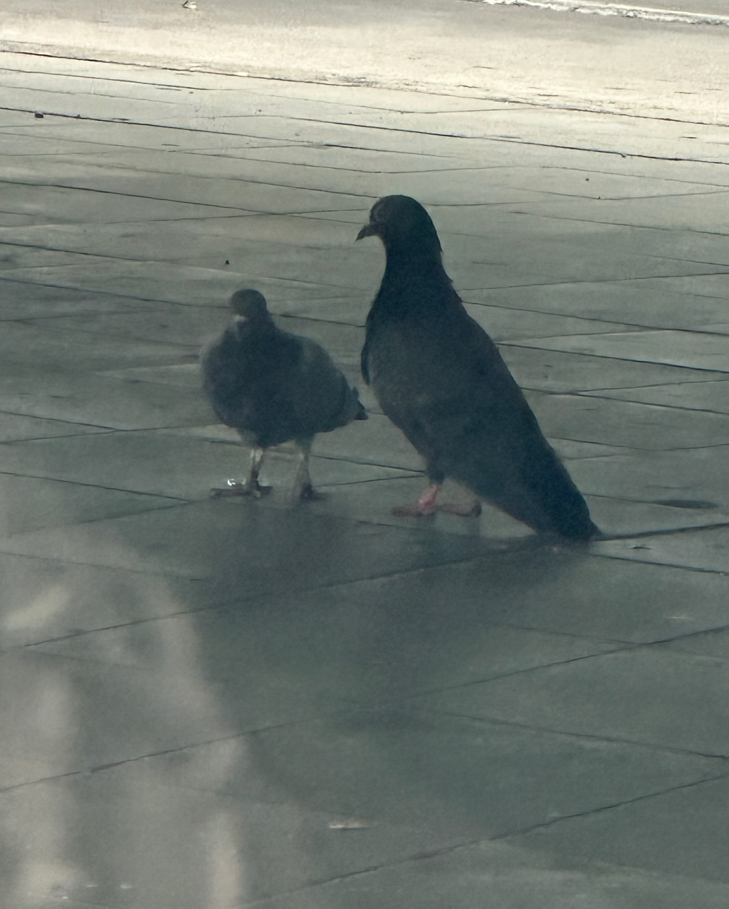 ยิปโซ - อริย์กันตา มหพฤกษ์พงศ์