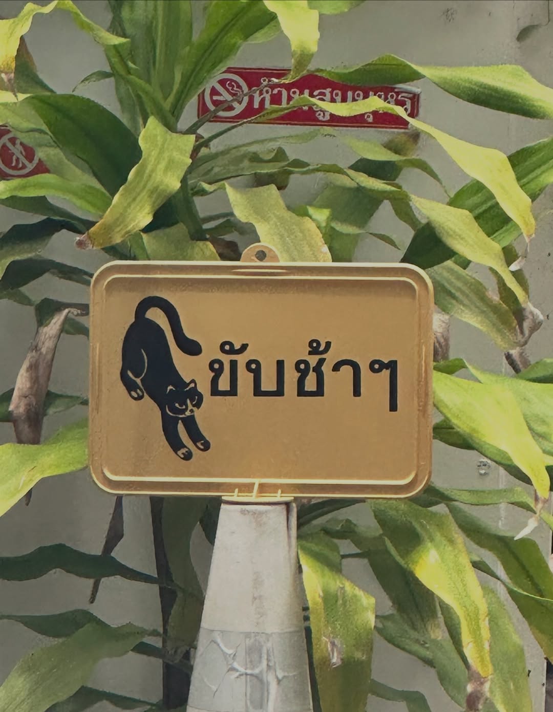 ยิปโซ - อริย์กันตา มหพฤกษ์พงศ์