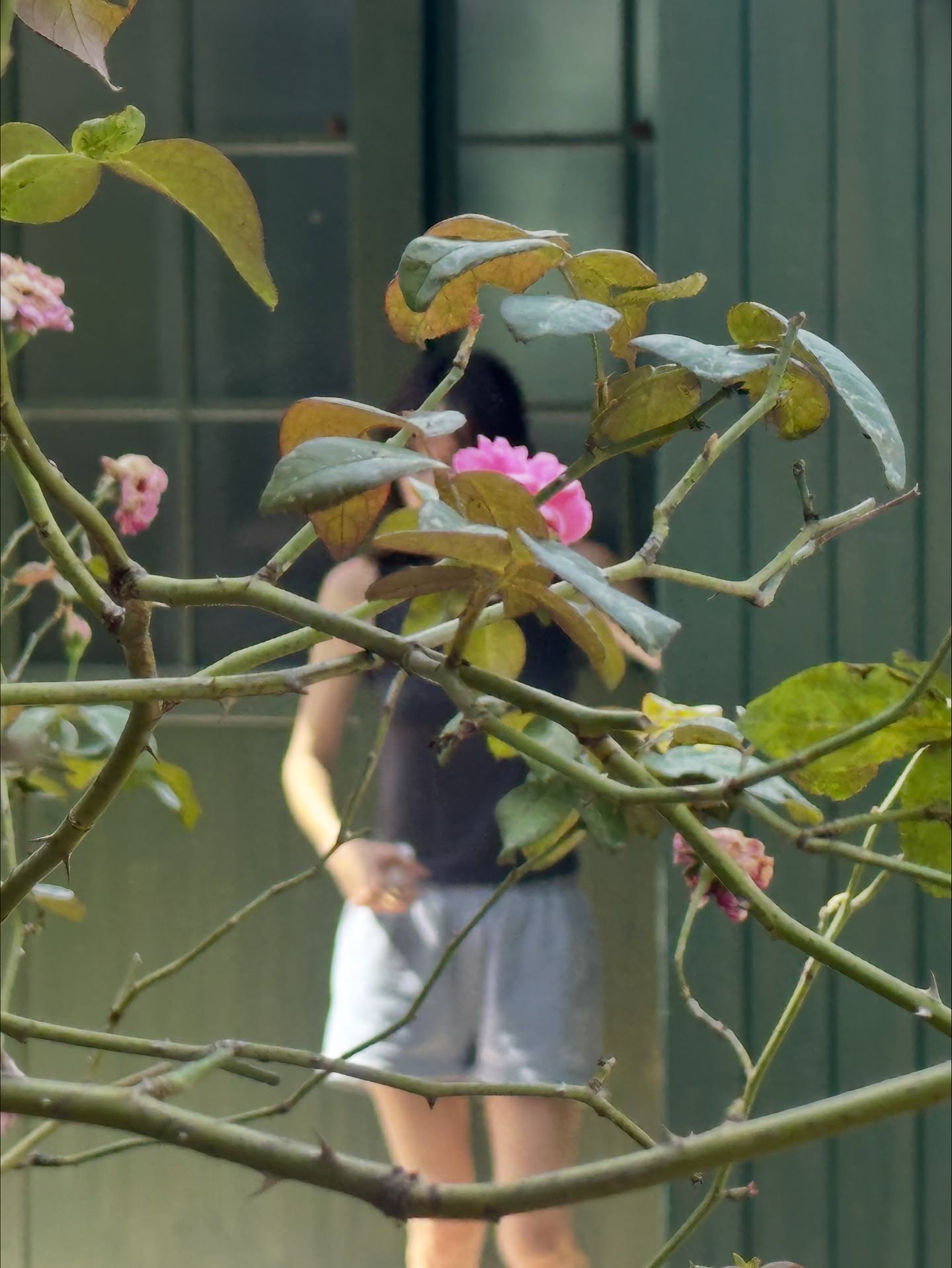 ยิปโซ - อริย์กันตา มหพฤกษ์พงศ์