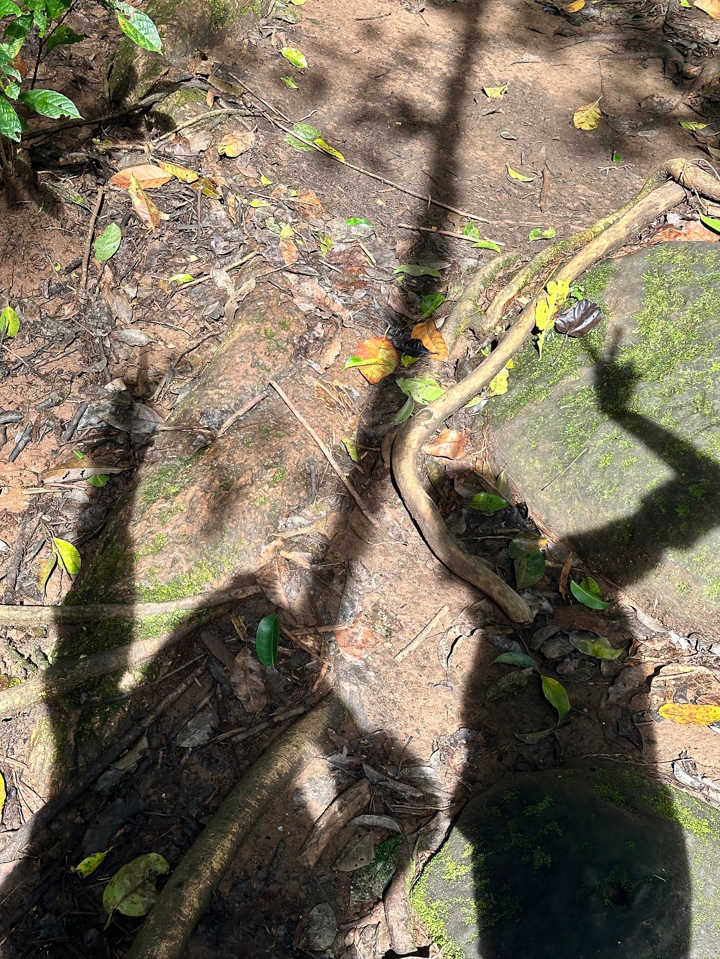 ยิปโซ - อริย์กันตา มหพฤกษ์พงศ์