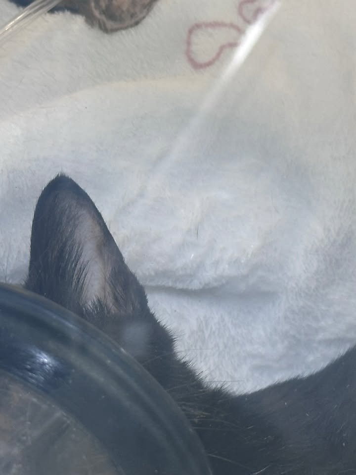 ยิปโซ - อริย์กันตา มหพฤกษ์พงศ์