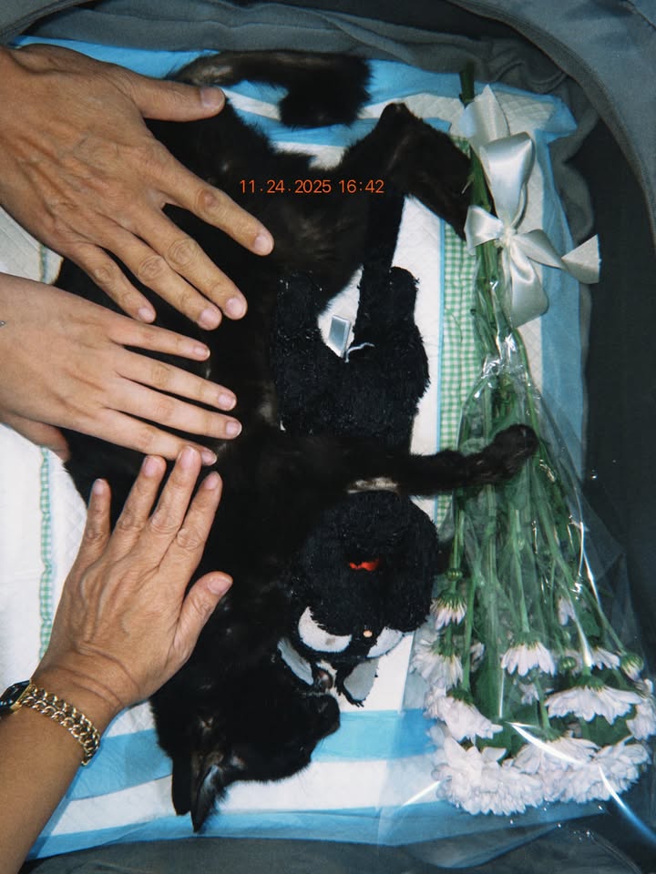 ยิปโซ - อริย์กันตา มหพฤกษ์พงศ์