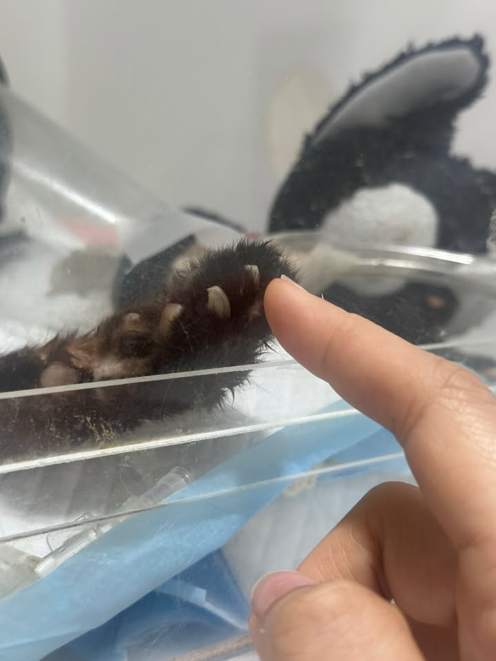 ยิปโซ - อริย์กันตา มหพฤกษ์พงศ์