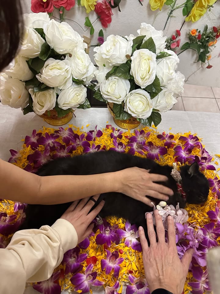 ยิปโซ - อริย์กันตา มหพฤกษ์พงศ์