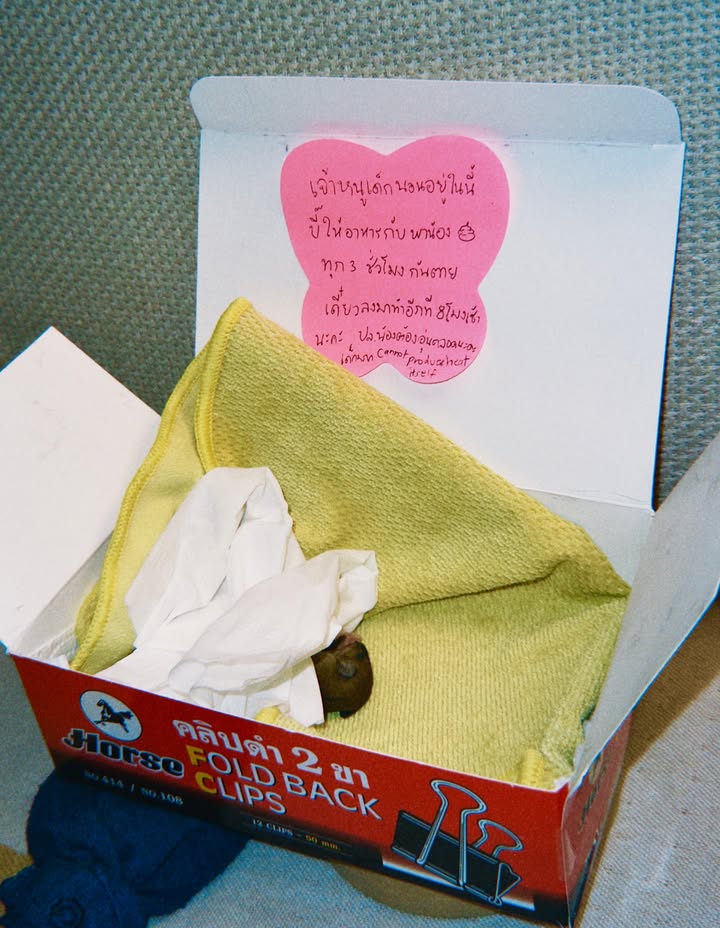 ยิปโซ - อริย์กันตา มหพฤกษ์พงศ์