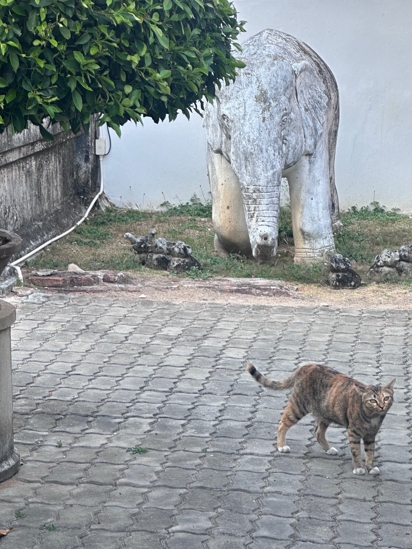 ยิปโซ - อริย์กันตา มหพฤกษ์พงศ์