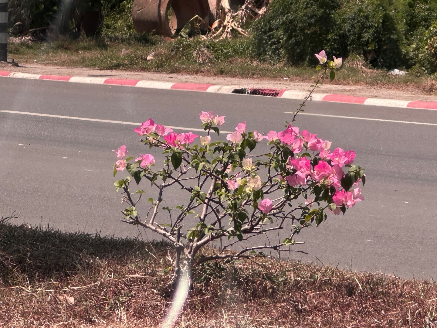 ยิปโซ - อริย์กันตา มหพฤกษ์พงศ์