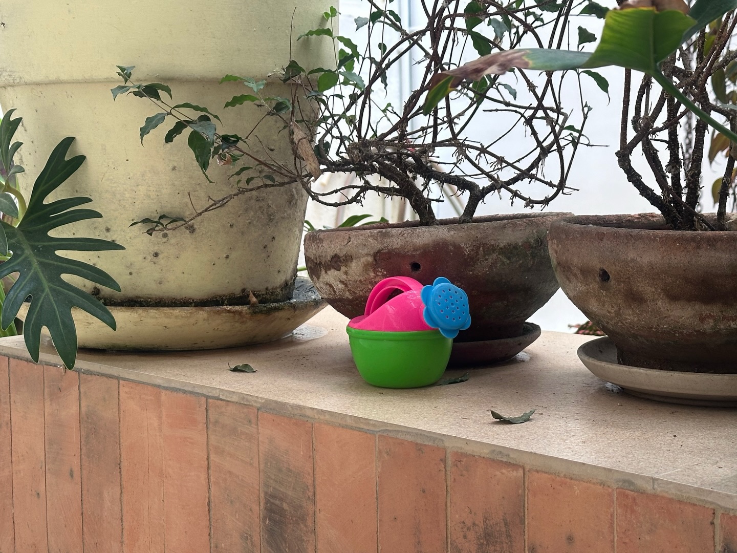 ยิปโซ - อริย์กันตา มหพฤกษ์พงศ์