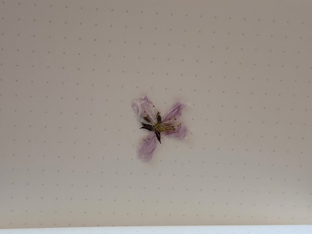 ยิปโซ - อริย์กันตา มหพฤกษ์พงศ์