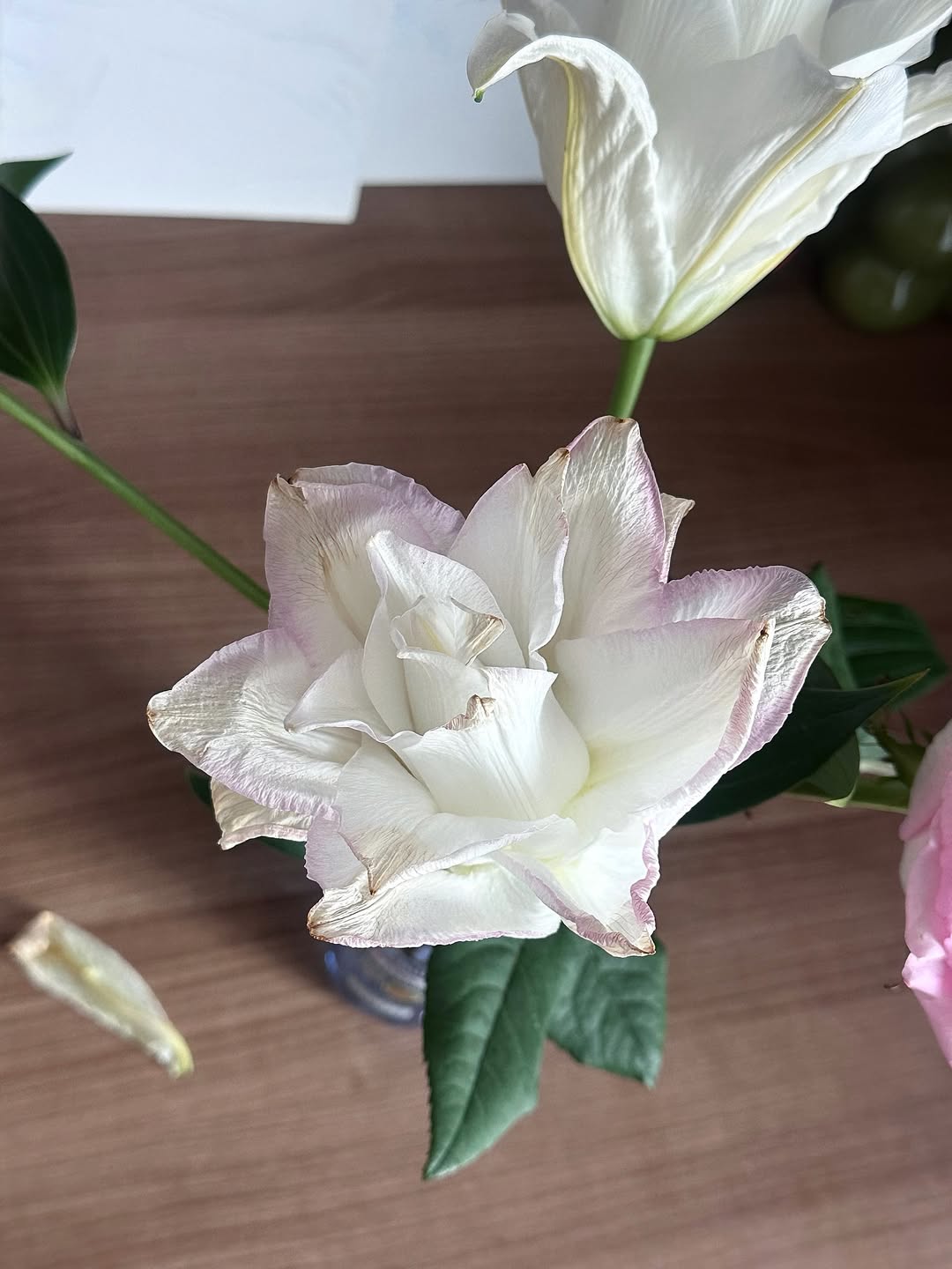 ยิปโซ - อริย์กันตา มหพฤกษ์พงศ์