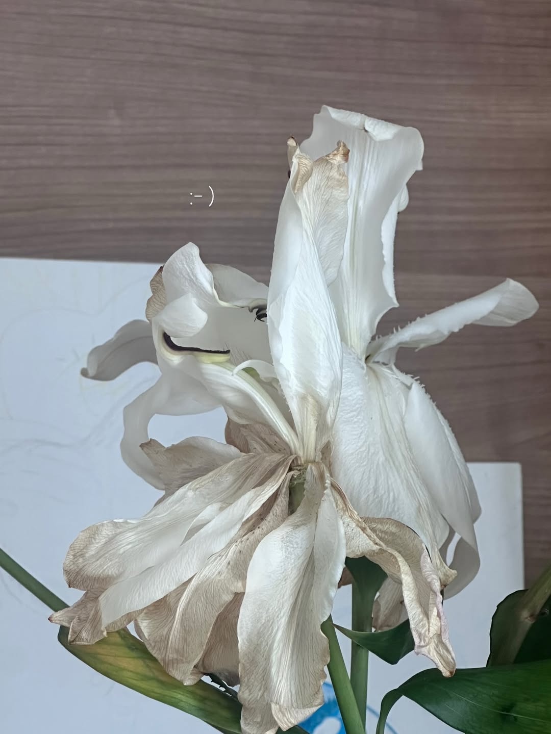 ยิปโซ - อริย์กันตา มหพฤกษ์พงศ์