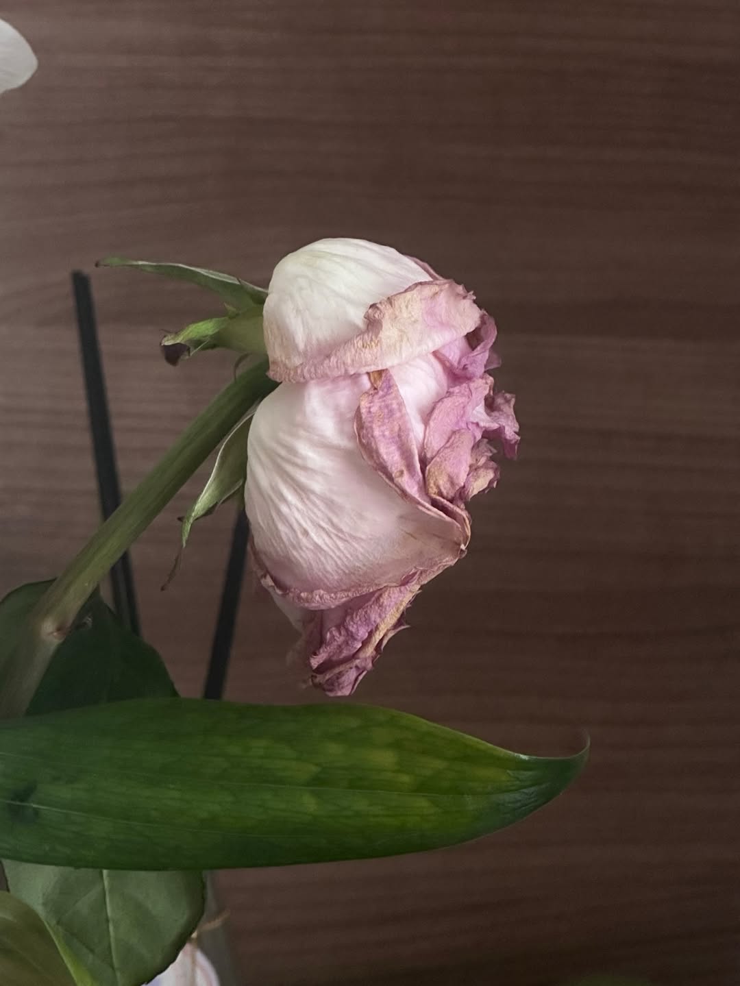 ยิปโซ - อริย์กันตา มหพฤกษ์พงศ์