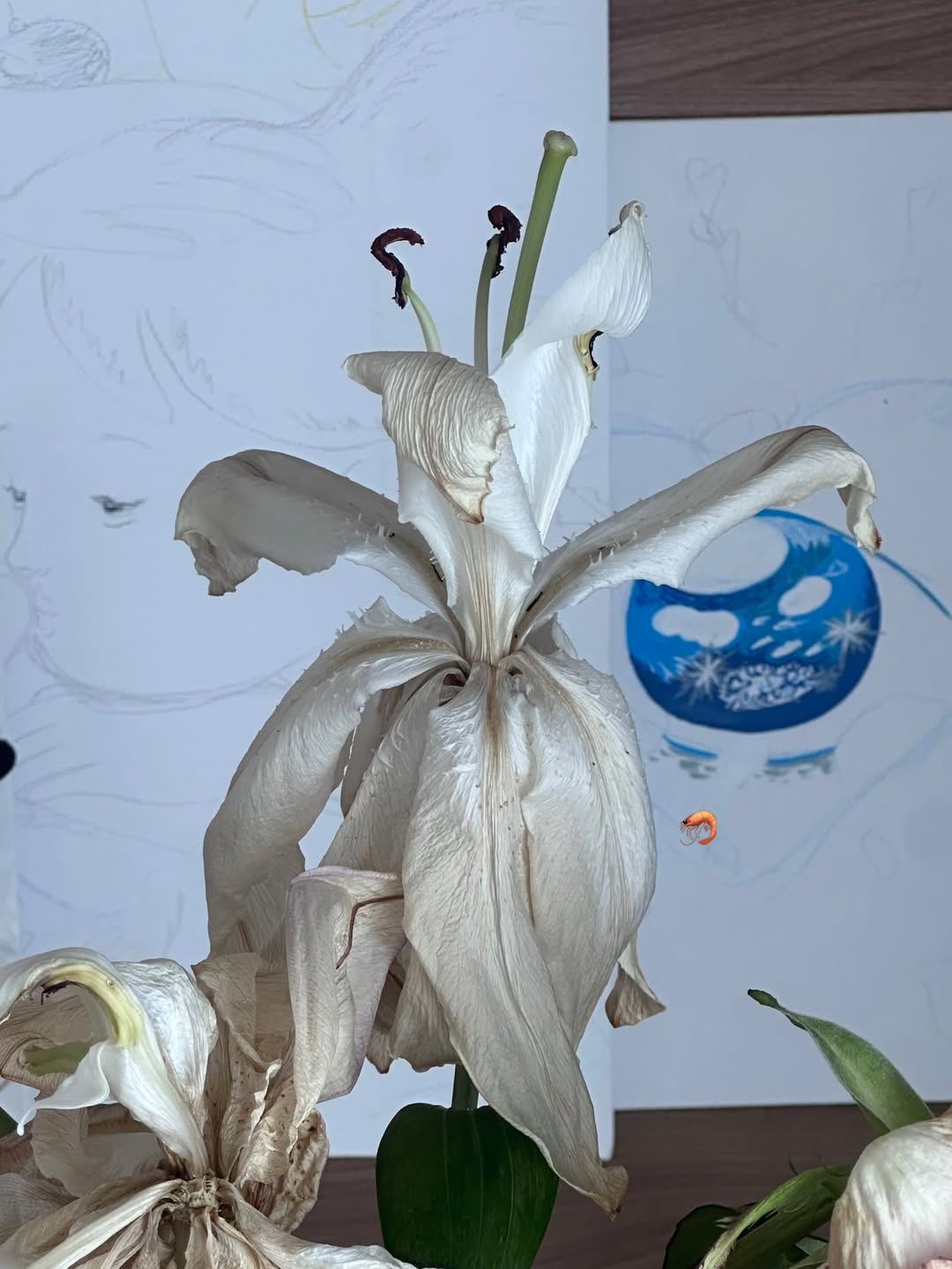 ยิปโซ - อริย์กันตา มหพฤกษ์พงศ์