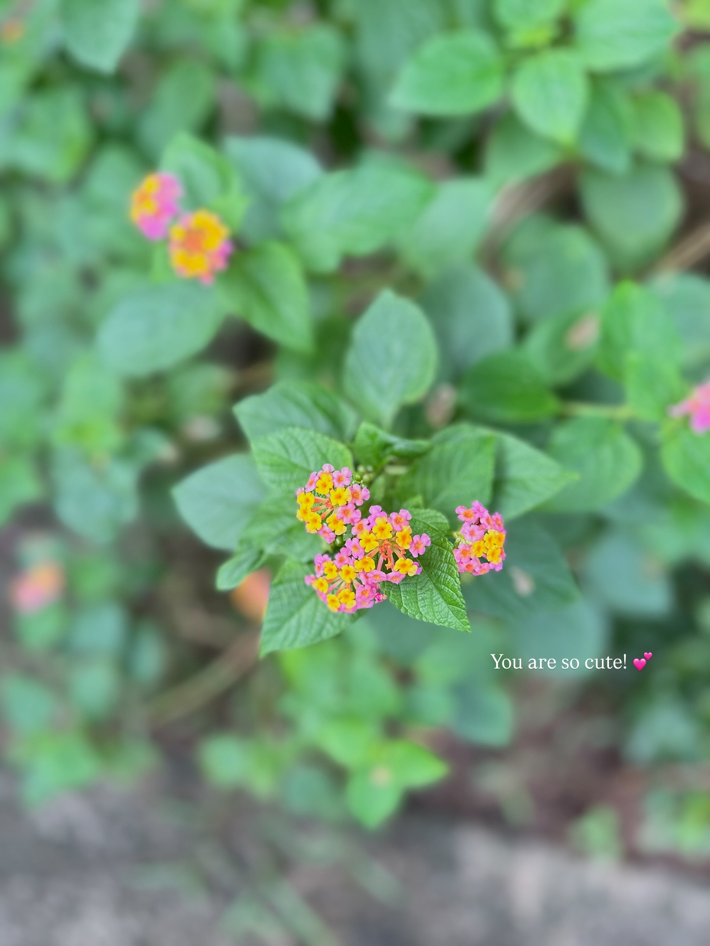 ไอด้า - ไอรดา ศิริวุฒิ