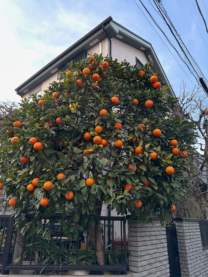 ไอด้า - ไอรดา ศิริวุฒิ