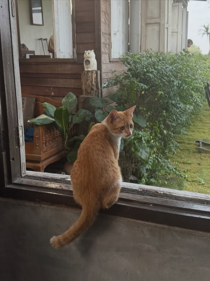 อุ้ม - อิษยา ฮอสุวรรณ