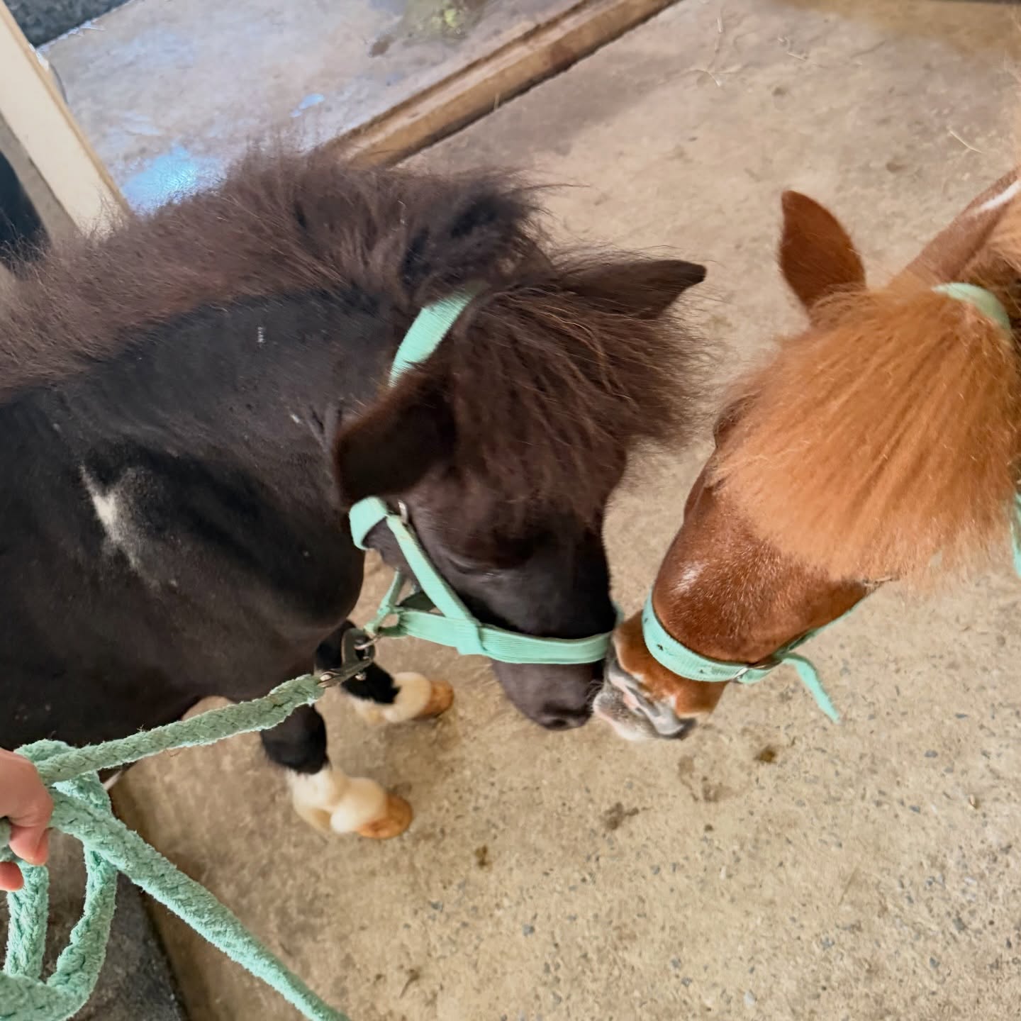 อุ้ม - อิษยา ฮอสุวรรณ