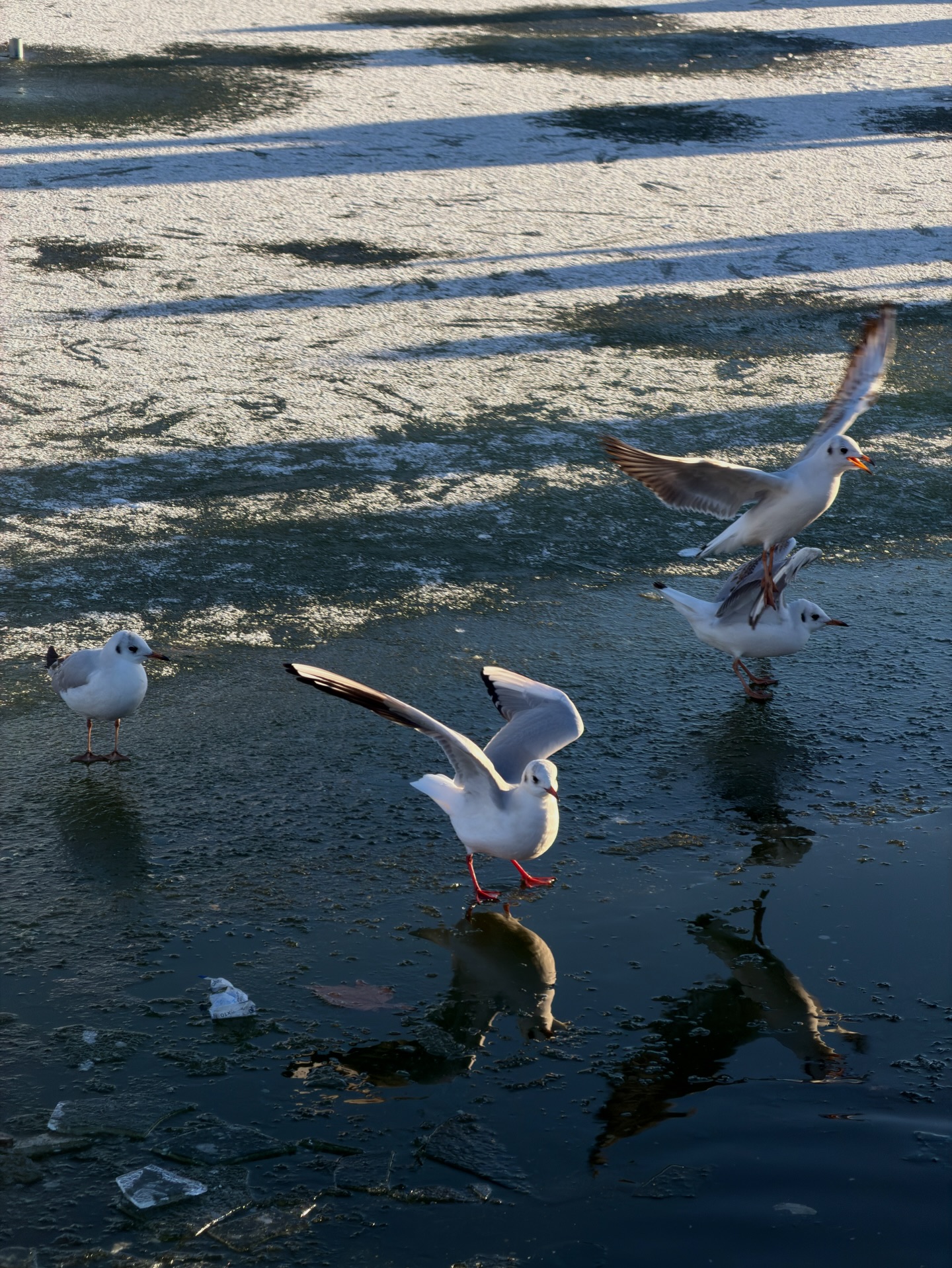 เอส - ศุภ สง่าวรวงศ์