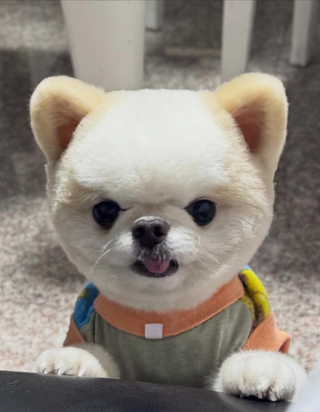 เจน่า - แองเจลิน่า สตีเวนส์