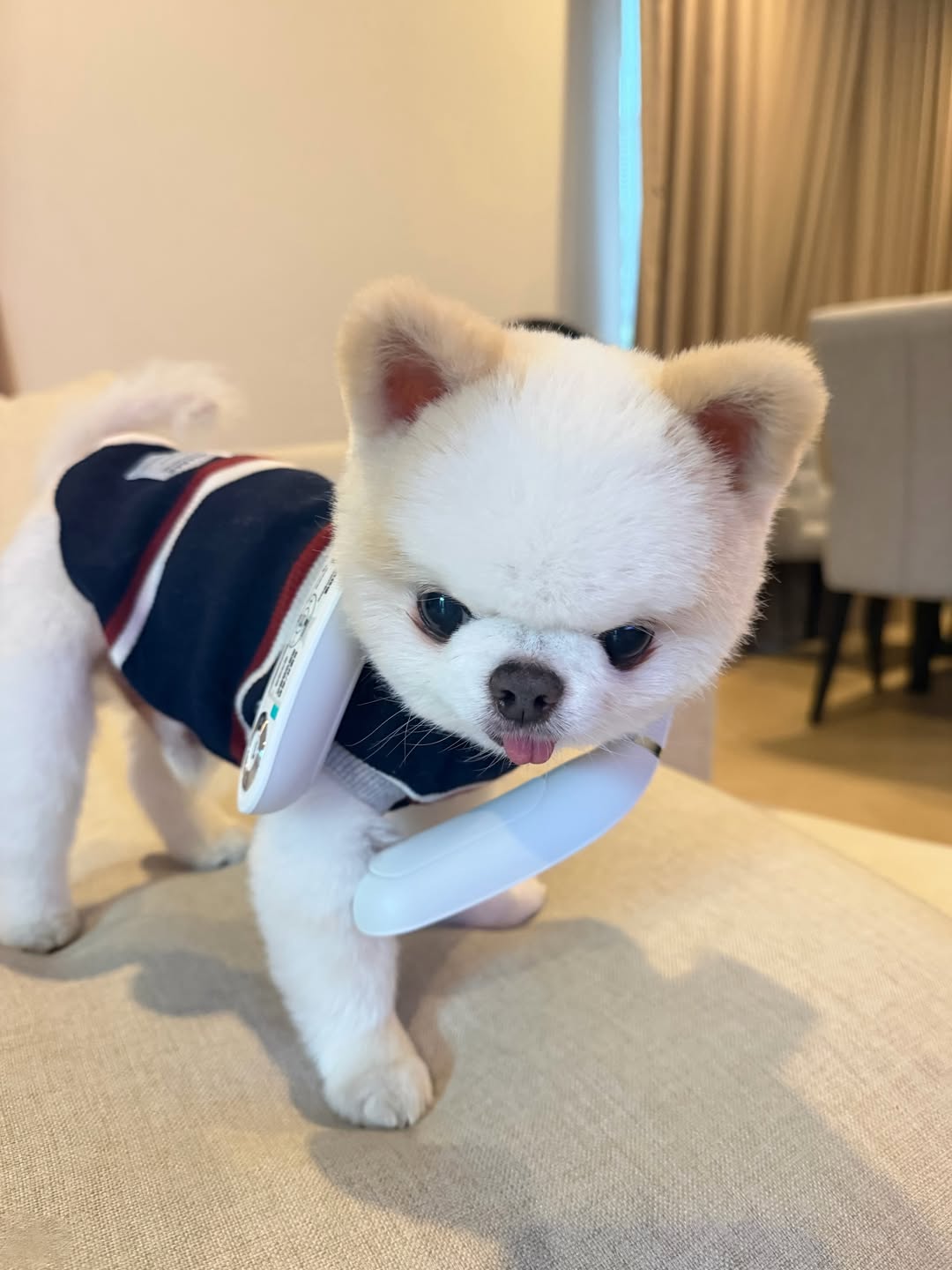 เจน่า - แองเจลิน่า สตีเวนส์