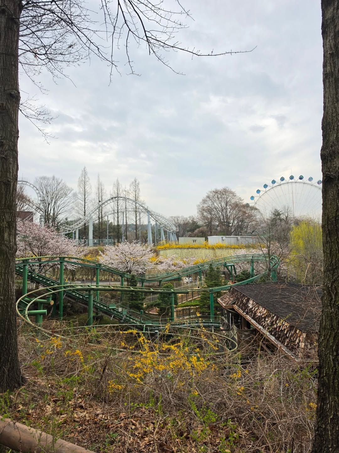 ชมพู่ - อารยา เอ ฮาร์เก็ต