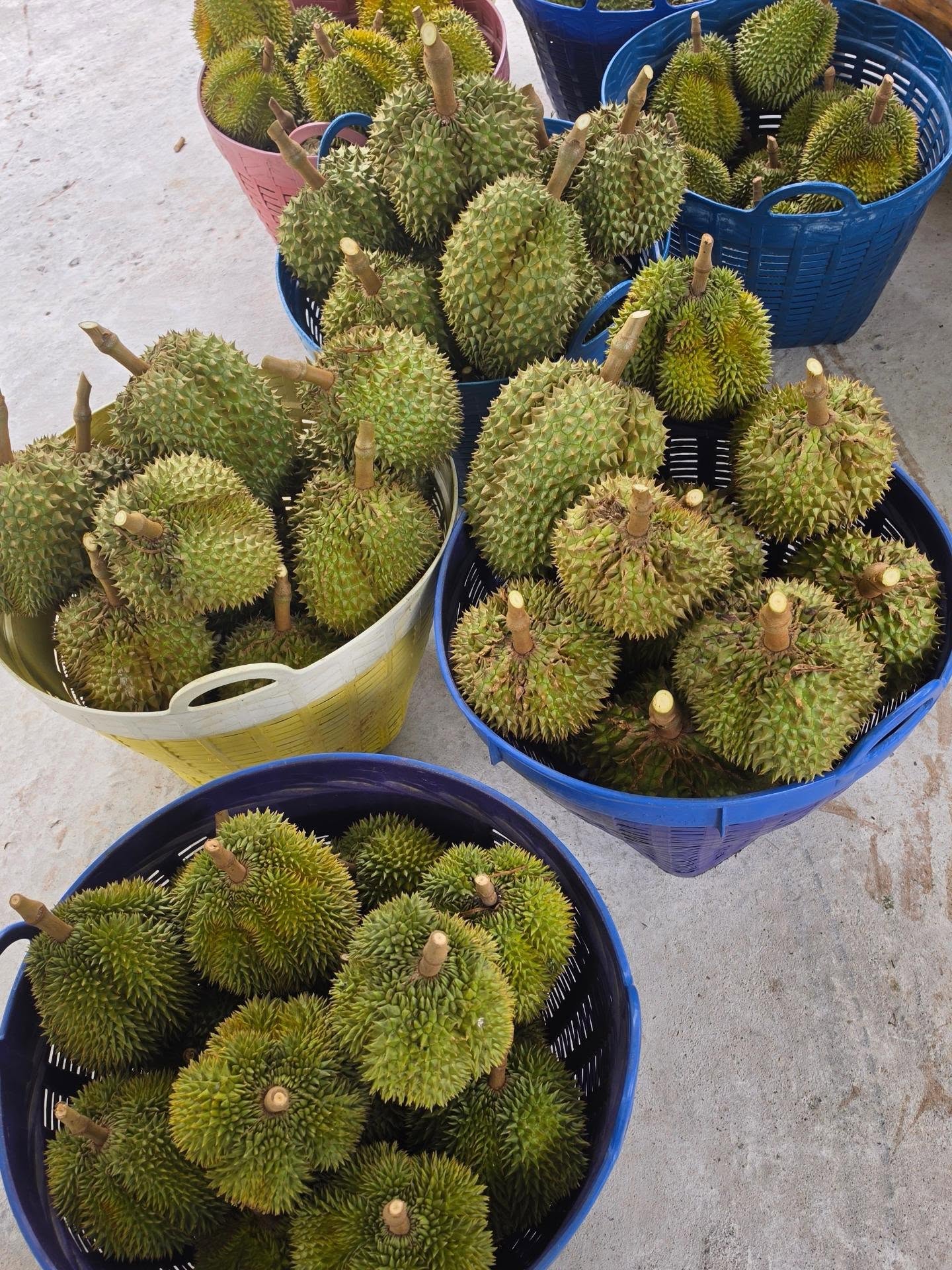 ชมพู่ - อารยา เอ ฮาร์เก็ต