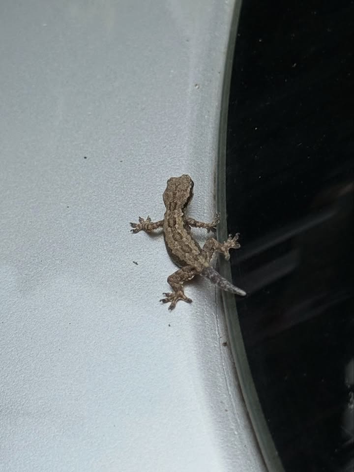 เทอร์โบ - ชนกชนม์ บุญมานะวงศ์