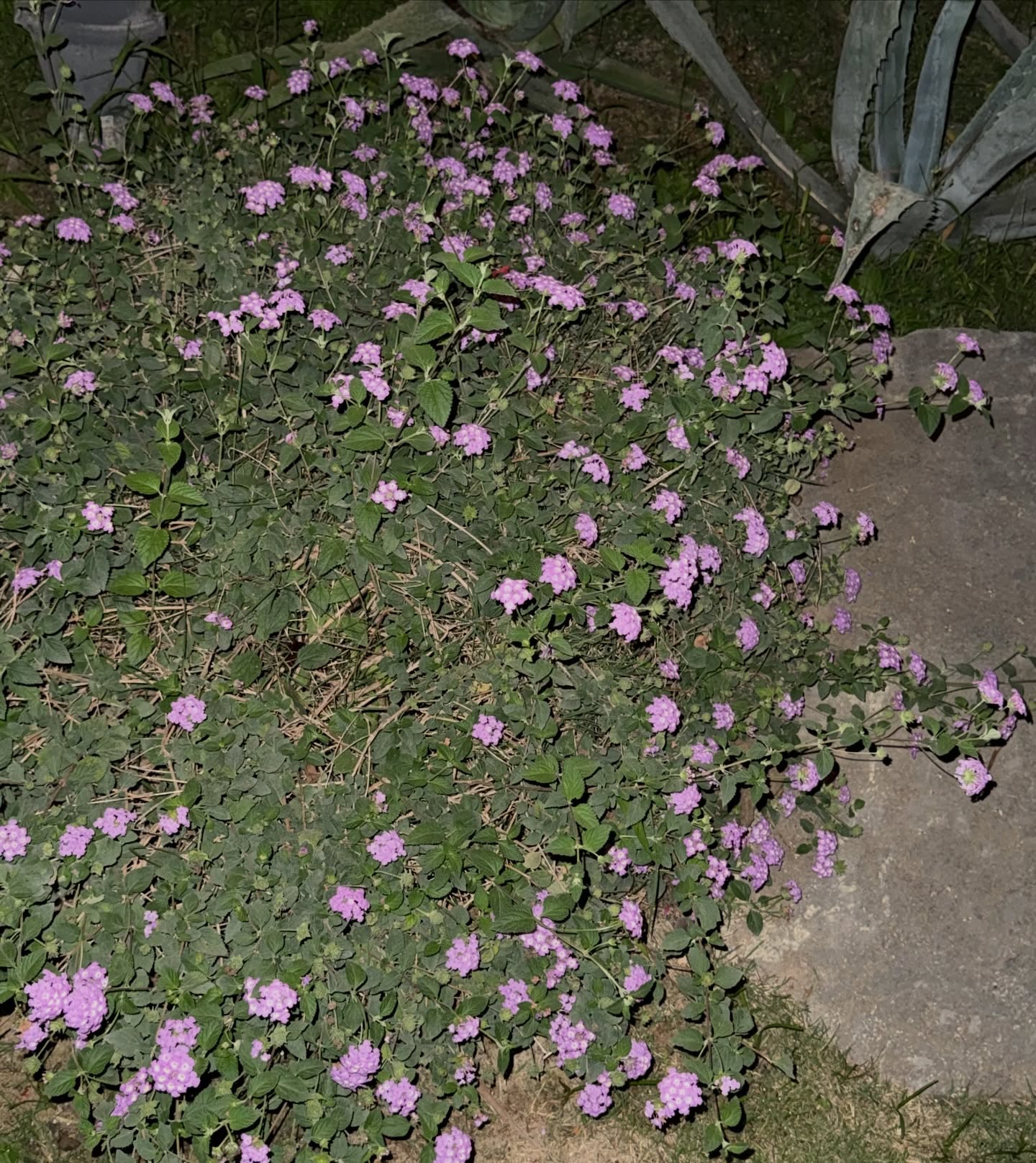 เทอร์โบ - ชนกชนม์ บุญมานะวงศ์