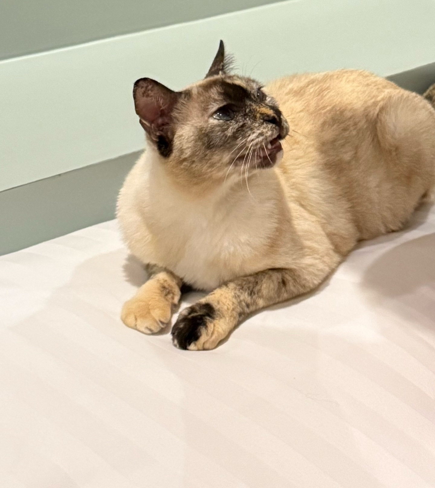 เทอร์โบ - ชนกชนม์ บุญมานะวงศ์