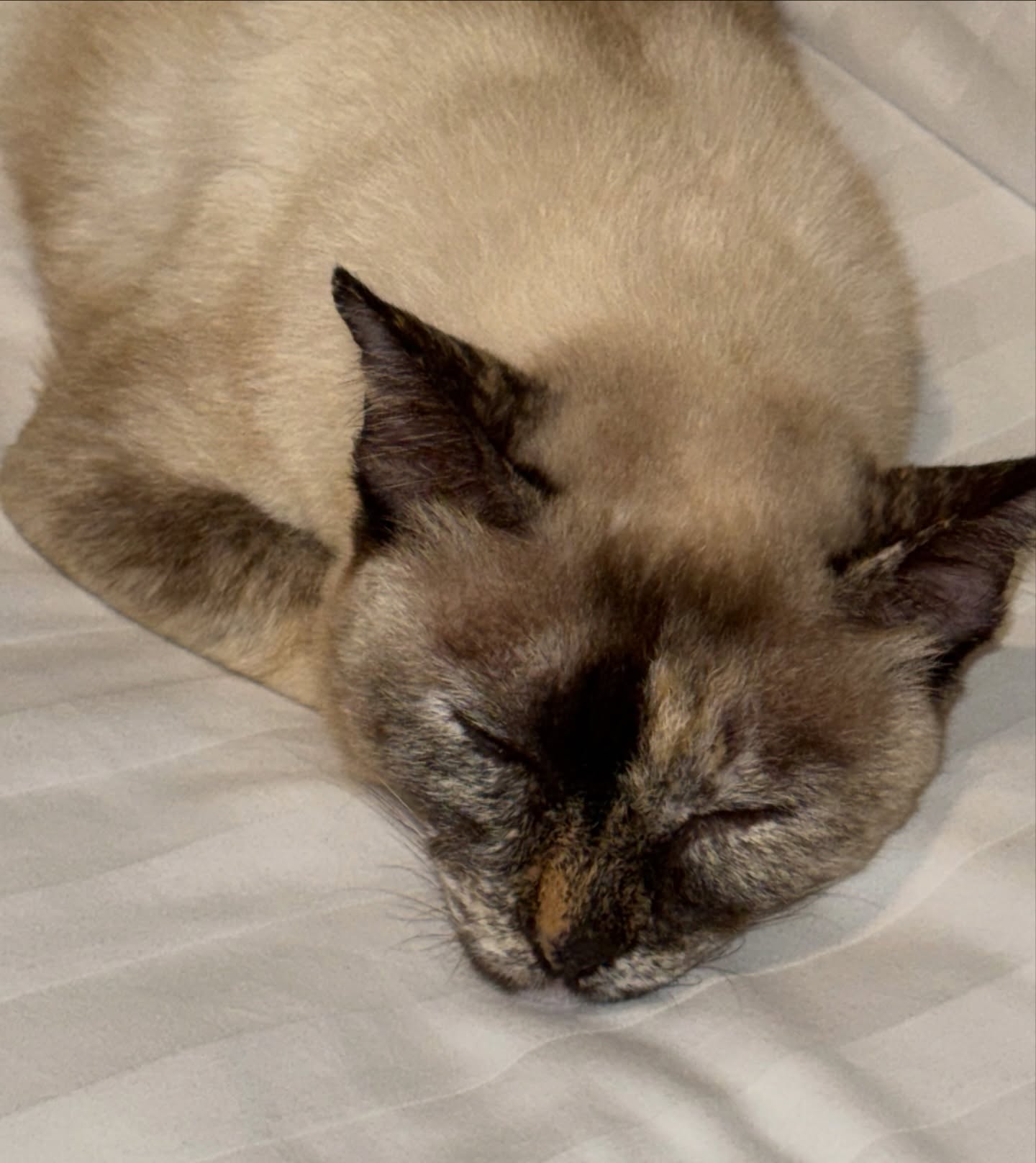 เทอร์โบ - ชนกชนม์ บุญมานะวงศ์