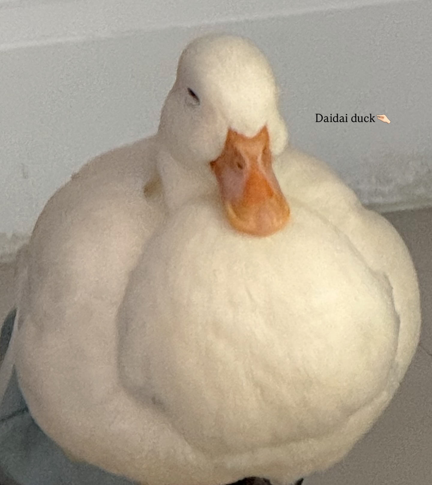 เทอร์โบ - ชนกชนม์ บุญมานะวงศ์