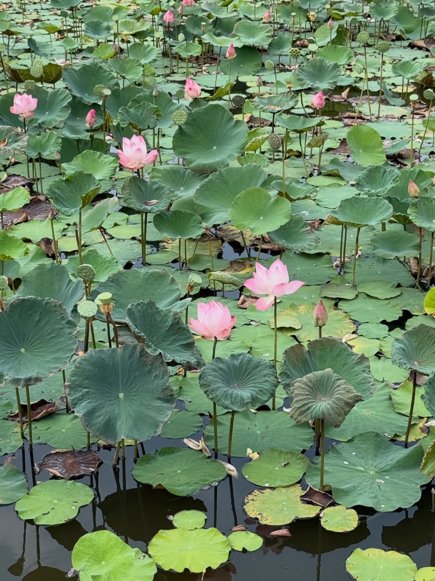 เทอร์โบ - ชนกชนม์ บุญมานะวงศ์