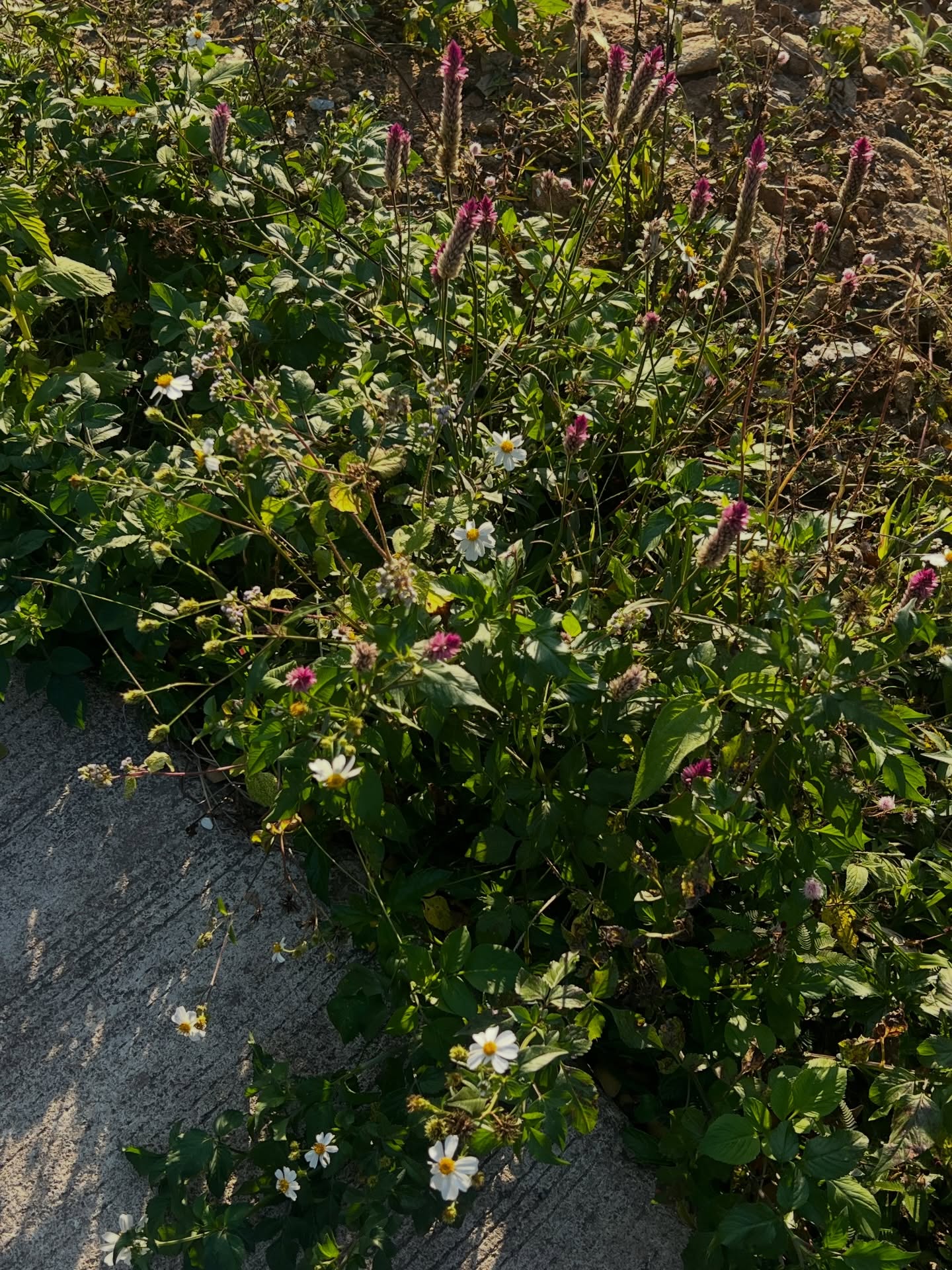 เทอร์โบ - ชนกชนม์ บุญมานะวงศ์